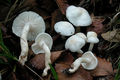 Hygrophorus cossus